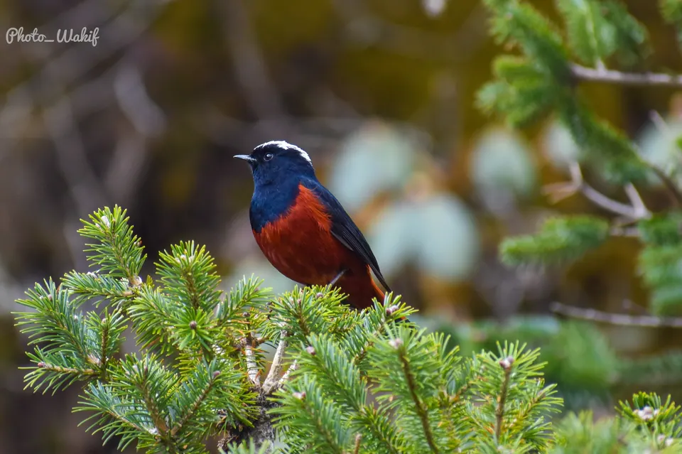 A deep-blue and rust-coloured bird in mountain foliage.